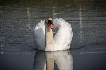 Cygne nageur sur Lisa gv