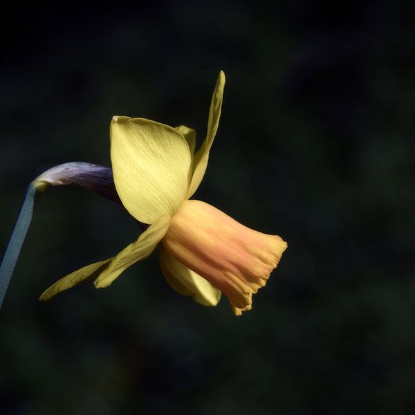 Narcis van Mario de Lijser