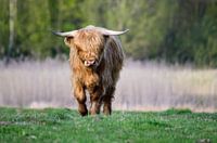 Schottischer Highlander