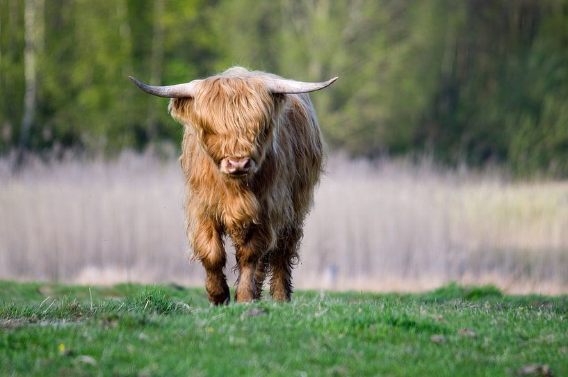Highlander écossais par Corrie Post