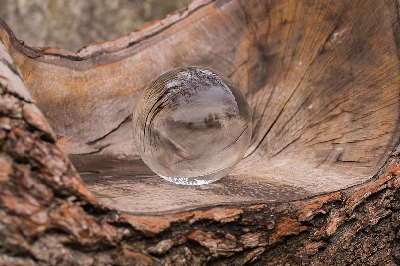 Crystal ball in hollowed out tree trunk by Betty Maria Digital Art
