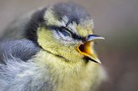 Vogel kleines Meisenkind von Jürgen Schmittdiel Photography Miniaturansicht