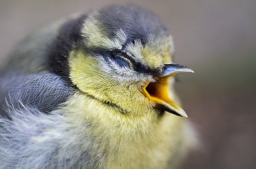 Vogel kleine mees