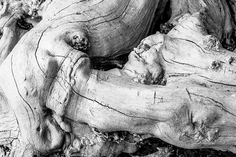 Racine d'arbre noir-blanc par Dieter Walther
