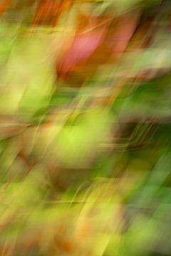 Feuille d'automne abstraite verte et rouge - photographie de nature et de voyage sur Christa Stroo photography