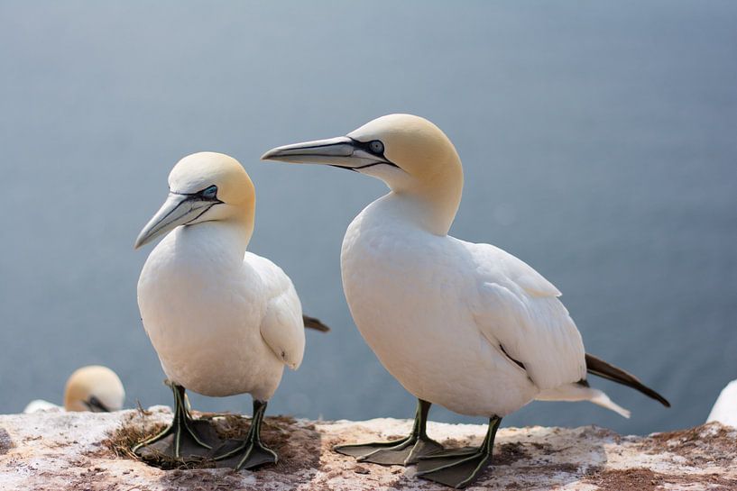 Couple Jan van Genten par Marian Sintemaartensdijk