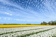 Bunte Tulpen auf einem Feld von Sjoerd van der Wal Fotografie Miniaturansicht