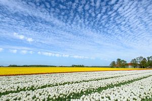 Bunte Tulpen auf einem Feld