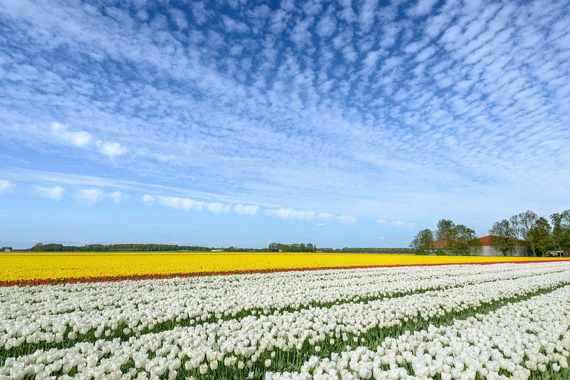 Bunte Tulpen auf einem Feld von Sjoerd van der Wal Fotografie