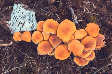 Mushrooms by Autumn morning van Léonie Spierings