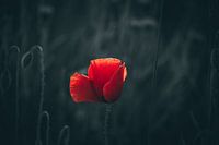 Poppy