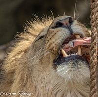 Eating Lion