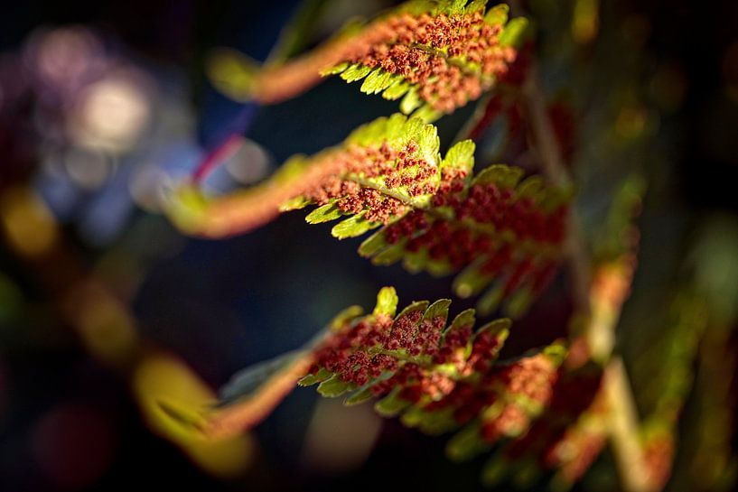 Fern leaf by Rob Boon