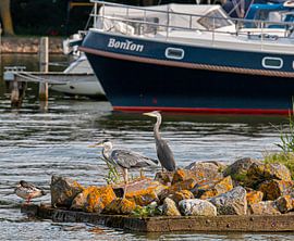 Heron by Jeroen Wormgoor