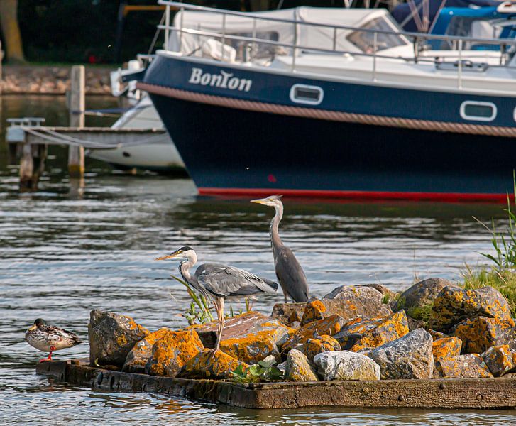 Reiger van Jeroen Wormgoor