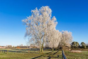 Bäume mit Raureif und Pferdekoppel im Winter in Biestow