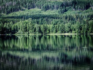 Schwedische Waldlandschaft von Eddy Westdijk