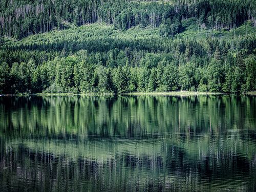Swedish forest landscape