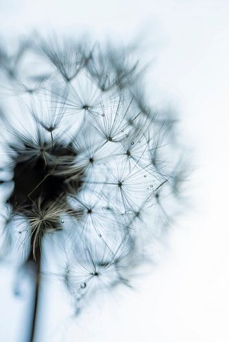 Löwenzahn-Flaum-Ball