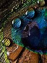 Water on a peacock feather by Marjolijn van den Berg thumbnail