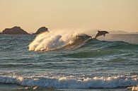 Australië Dolfijn - Spring in de zonsondergang van Jiri Viehmann thumbnail
