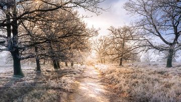 Zon, mist en vorst van Steffen Henze