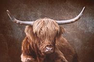 Scottish Highland Cattle by Thomas Heitz thumbnail