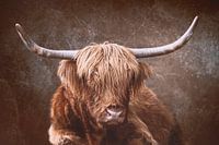 Scottish Highland Cattle