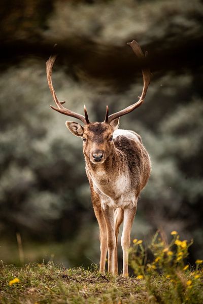 Daim dans la nature par Design Wall Arts