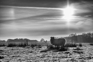 Moutons sur Elke van Hessem