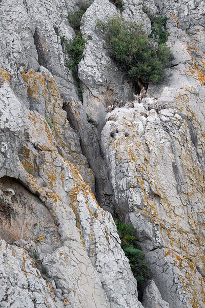 Kolonie vale gieren van Ronald Buitendijk Fotografie