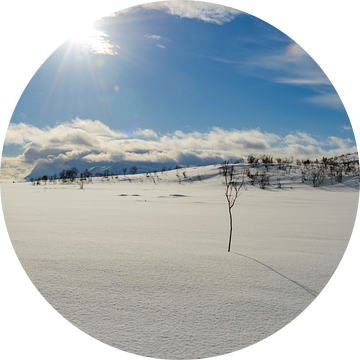 Besneeuwde weide aan de oever van een Fjord in Noord-Noorwegen in de winter van Sjoerd van der Wal Fotografie