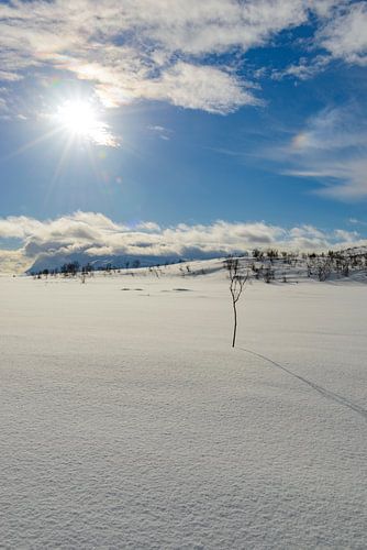 Besneeuwde weide aan de oever van een Fjord in Noord-Noorwegen in de winter
