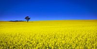 Canola fields by Stefan Vis thumbnail