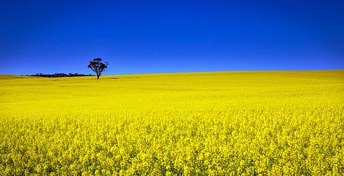 Canola fields