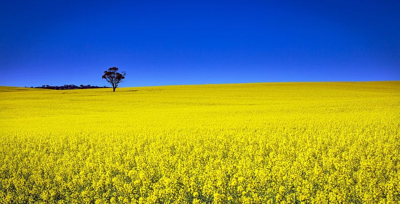 Canola fields by Stefan Vis