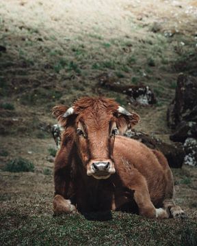 Peruviaanse koe in de bergen aan het uitrusten | Peru van Felix Van Leusden