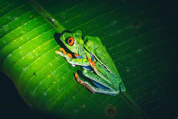 Mating Frogs in the Jungle of Costa Rica by Dennis Langendoen