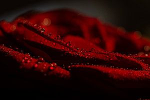 Tröpfchen auf einer Rose