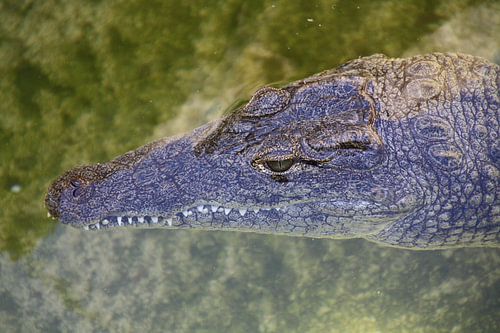 Krokodil