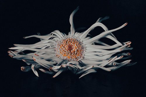 Still life with flower black and white