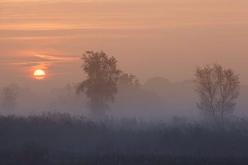 Sonnenaufgang im Nebel von Thijs Friederich