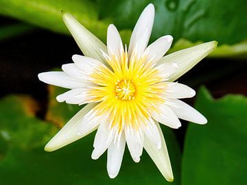 Heiliger Lotus von Eduard Lamping