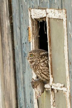 Little owl with mouse in old barn. by Rando Kromkamp