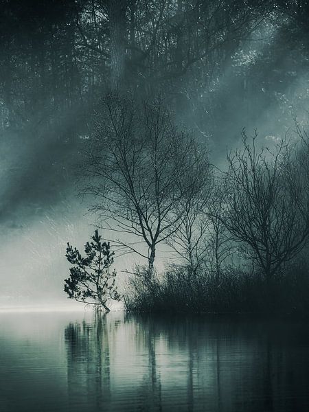 Belle lumière à l'Oisterwijkse Vennen par Berny Schop