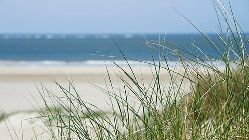 Marram grass - Texel