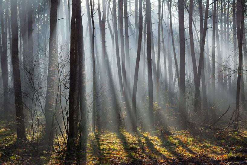 Eine Wand aus Bäumen, durch die Sonnenstrahlen scheinen von Michel Geluk
