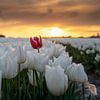 Zonsondergang boven de tulpen van Raoul Baart