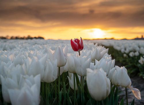 Zonsondergang boven de tulpen van Raoul Baart