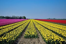 Rose, jaune et rouge sur Frank's Awesome Travels